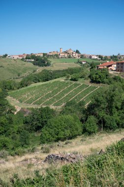 Olgunlaşmamış yeşil Gamay Noir üzümü, yakın plan, Beaujolais şarabı yakınlarındaki tepe üzüm bağlarında yetişiyor Val dOingt köyü, Beaujolais Şarap Yolu 'na açılan kapı ve Fransa' nın Pierres Dores Tepesi 'nin tepe manzaraları.