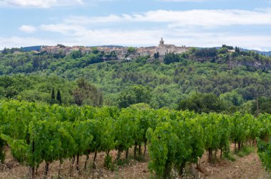 Rows of green grapevines growing on pebbles on vineyards near Lacoste and Bonnieux villages in Luberon, Provence, France