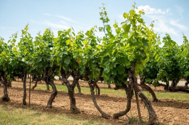 Rows of green grapevines growing on pebbles on vineyards near Lacoste and Bonnieux villages in Luberon, Provence, France