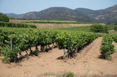 View on green vineyards Cotes de Provence, production of rose wine near Saint-Tropez, Var, south of France