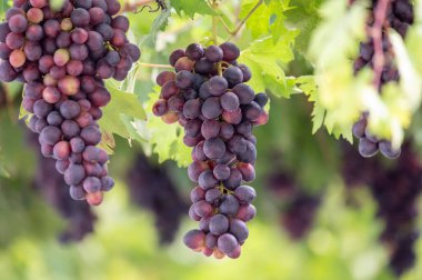 Kıbrıs 'ın bahçesindeki pergola' dan sarkan mavi, olgun üzümler, sağlıklı yiyecekler.