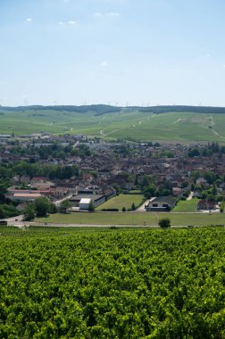 Panoramoc view on green Chablis Grand Cru appellation vineyards with grapes growing on limestone and marl soils, Burdundy, France