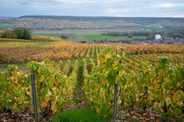 Epernay, Champange, Fransa yakınlarındaki Hautvillers köyündeki renkli şampanya bağlarının panoramik otomatik görüntüsü
