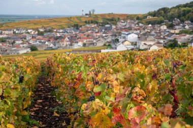 Sonbahar manzarası Moulin de Verzenay yakınlarındaki renkli büyük cru şampanya üzüm bağları, hasat sonrası Pinot noir üzüm bitkileri Verzenay yakınlarındaki Montagne de Reims 'de şampanya, Kuzey Fransa' da şarap yapımı