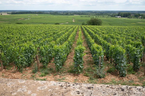 Зеленые Виноградники Растущими Сортами Винограда Производство Высококачественного Известного Французского Белого — стоковое фото