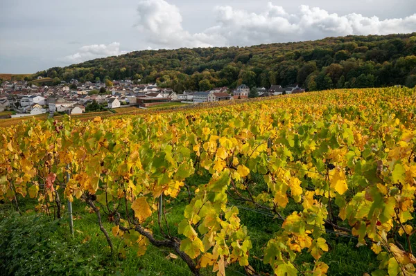 Herbstblick Auf Farbenfrohe Grand Cru Champagner Weinberge Der Nähe Von — Stockfoto