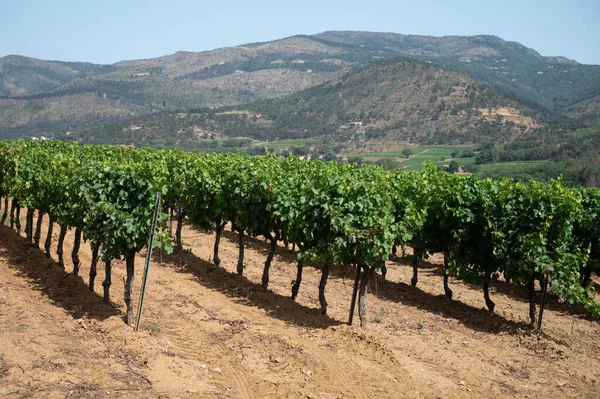 View Green Vineyards Cotes Provence Production Rose Wine Saint Tropez — Zdjęcie stockowe