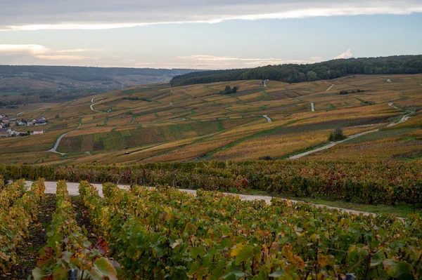 Herbstlicher Blick Auf Bunte Champagner Weinberge Nach Der Ernte Dorf — Stockfoto
