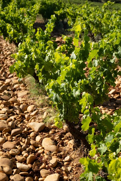 Зеленый Недозревший Виноград Gamay Noir Крупный План Растущий Холмистых Виноградниках — стоковое фото