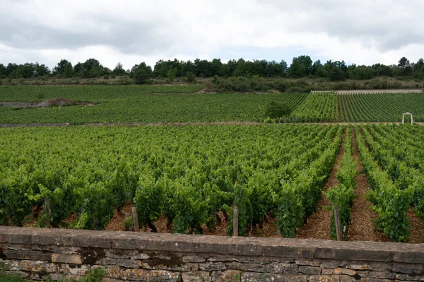 Green Vineyards Growing Grape Plants Production High Quality Famous French — Zdjęcie stockowe