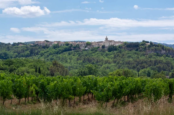 Rows Green Grapevines Growing Pebbles Vineyards Lacoste Bonnieux Villages Luberon — 스톡 사진