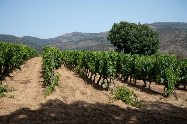 View Green Vineyards Cotes Provence Production Rose Wine Saint Tropez — Stockfoto