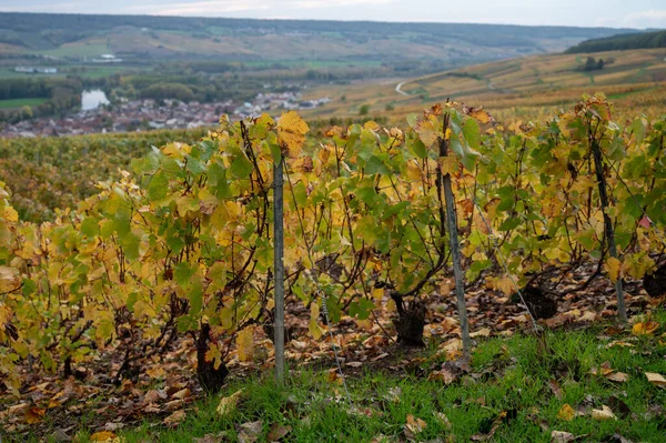 Blick Auf Farbenfrohe Champagner Weinberge Dorf Hautvillers Bei Epernay Champange — Stockfoto