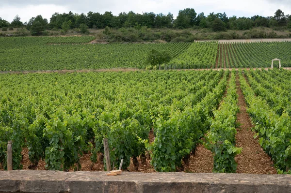 Green Vineyards Growing Grape Plants Production High Quality Famous French — Foto Stock