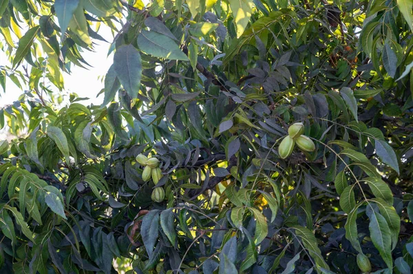 Plantación Nueces Pacana Cerca Pafos Con Nueces Verdes Inmaduras Chipre —  Fotos de Stock