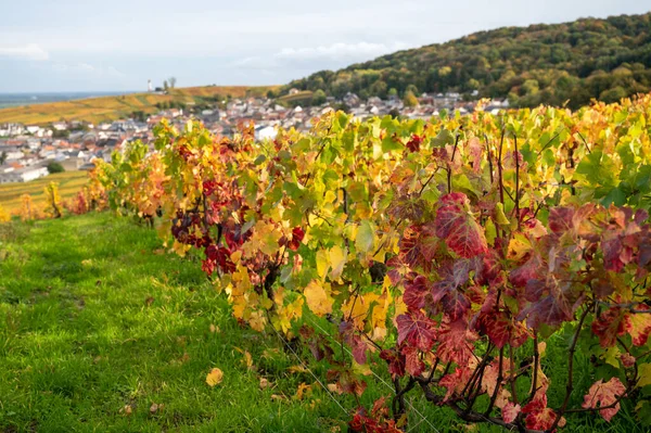 Herbstblick Auf Farbenfrohe Grand Cru Champagner Weinberge Der Nähe Von — Stockfoto