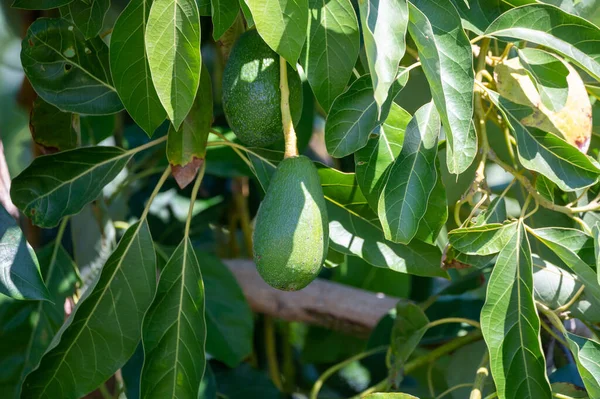 Abacates Hass Verdes Maduros Pendurados Árvore Prontos Para Colheita Plantação — Fotografia de Stock