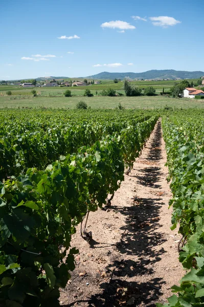 Vue Sur Les Vignobles Verdoyants Près Mont Brouilly Appellation Vin — Photo