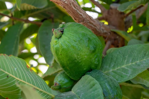 Közönséges Guava Trópusi Növény Ízletes Aromás Gyümölcsök Termesztése Közelében Paphos — Stock Fotó