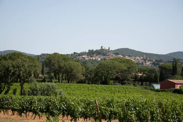 View on green grand cru vineyards Cotes de Provence, production of rose wine near Grimaud village, Var, France