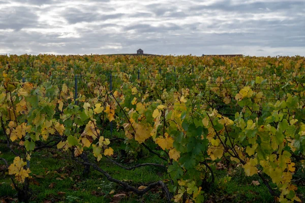 Farbenfrohe Herbstlandschaft Mit Gelben Grand Cru Chardonnay Weinbergen Cramant Region — Stockfoto