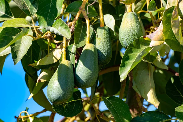Ripe green hass avocadoes hanging on tree, ready to harvest, avocado plantation on Cyprus
