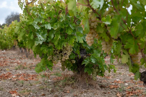 Wine Production Cyprus Ripe White Wine Grapes Ready Harvest — Stock Photo, Image
