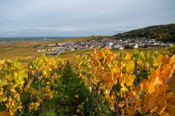 Sonbahar manzarası Moulin de Verzenay yakınlarındaki renkli büyük cru şampanya üzüm bağları, hasat sonrası Pinot noir üzüm bitkileri Verzenay yakınlarındaki Montagne de Reims 'de şampanya, Kuzey Fransa' da şarap yapımı