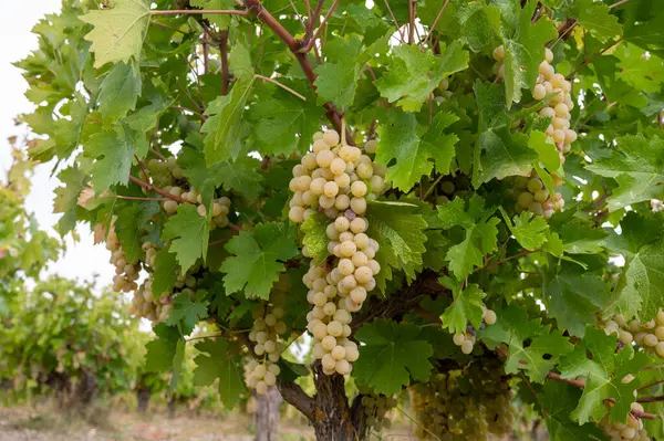 Produção Vinho Chipre Uvas Vinho Branco Maduras Prontas Para Colheita — Fotografia de Stock