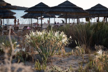 Yabani beyaz çiçeklerin çiçekleri Kıbrıs 'ta kumlu sahilde nergisler, Nissi plajı
