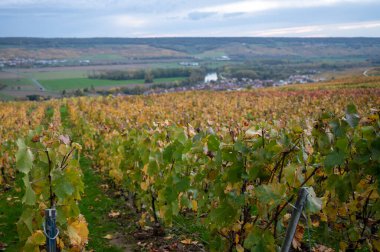 Epernay, Champange, Fransa yakınlarındaki Hautvillers köyünde hasattan sonra renkli şampanya bağlarının otomatik görüntüsü