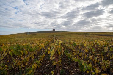 Cramant, Fransa 'da sarı büyük cru chardonnay üzüm bağlarıyla dolu renkli sonbahar manzarası Cote des Blancs' ın kireçli topraklarında beyaz şarap üzümü yetiştirilmesi.