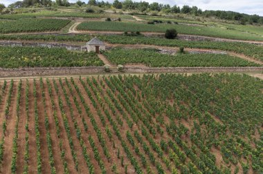 Panoramic aerial view on green vineyards with growing grape plants, production of high quality famous French white wine in Puligny-Montrachet village, Burgundy, France