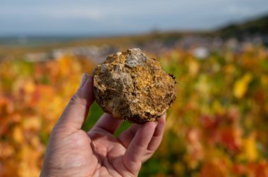 Örneğin, Moulin de Verzenay yakınlarındaki toprak çakmaktaşları, Fransa 'da şampanya üretimi, Moulin de Verzenay yakınlarındaki Pinot Noir üzüm bağları, Montagne de Reims, Verzenay yakınlarındaki toprak çakmaktaşları, şampanya ve şarap.