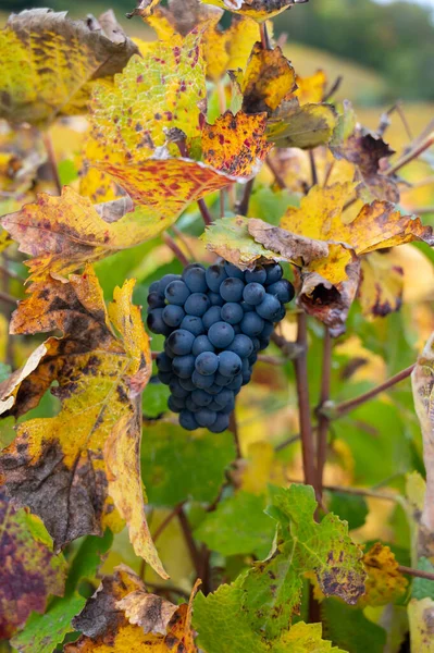 Kleurrijke Bladeren Rijpe Clusters Van Pinot Meunier Druiven Herfst Champagne — Stockfoto