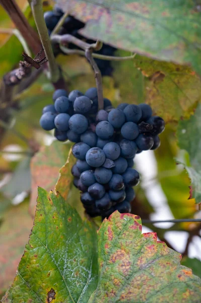 Ripe Clusters Pinot Meunier Wine Grapes Autuimn Champagne Vineyards Village — Stock Photo, Image