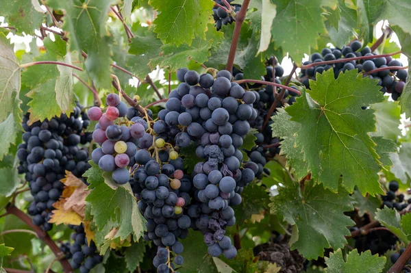 Producción Vino Chipre Uvas Vino Púrpura Negro Azul Maduras Listas — Foto de Stock
