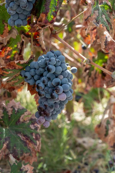 塞浦路斯的葡萄酒产量 成熟的蓝黑色紫色葡萄酒 准备收割 — 图库照片