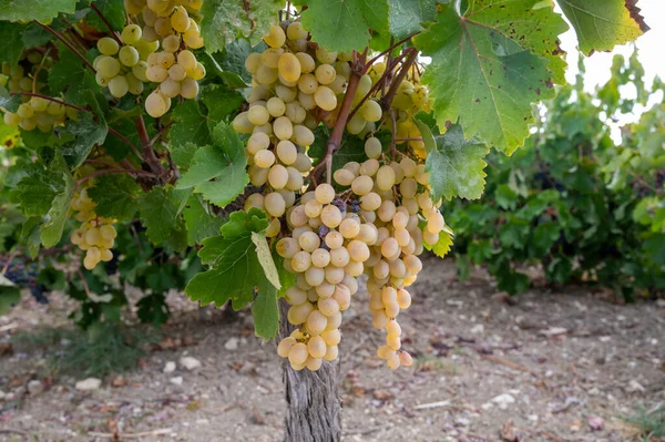 Producción Vino Chipre Uvas Blancas Maduras Listas Para Cosecha — Foto de Stock