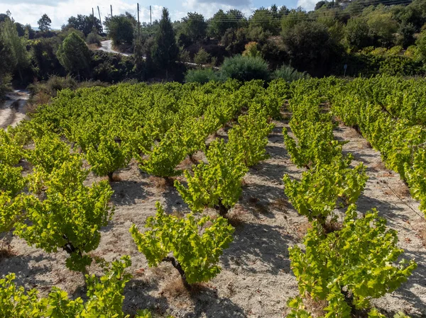 Wijnproductie Cyprus Buurt Van Omodos Rijen Druivenplanten Wijngaarden Met Rijpe — Stockfoto