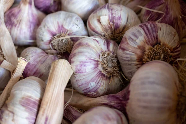 法国普罗旺斯Vaucluse Piolenc村新鲜有机紫色大蒜的新收获 — 图库照片