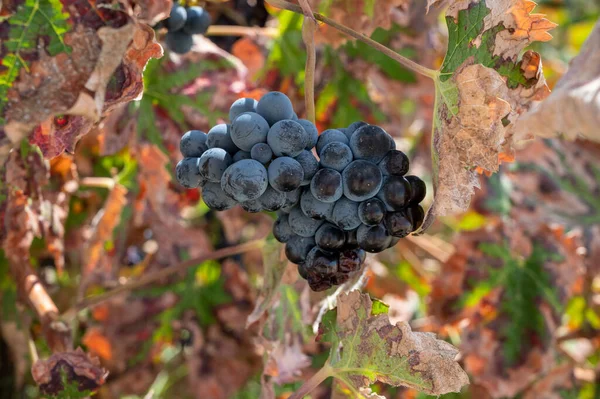 Wine production on Cyprus, ripe blue black purple wine grapes ready for harvest