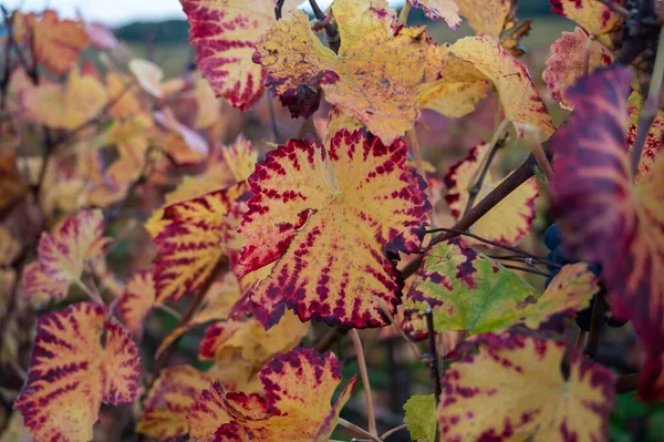 Farbenfrohe Blätter Und Reife Trauben Von Pinot Meunier Trauben Herbst — Stockfoto