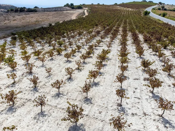 Produzione Vino Cipro Vicino Omodos Terreno Gesso Bianco Filari Piante — Foto Stock