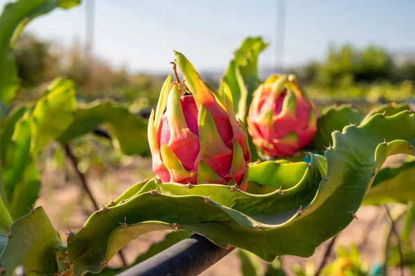 Plantation of dragon fruit cactus plants near Paphos, blossom and fruits, Cyprus