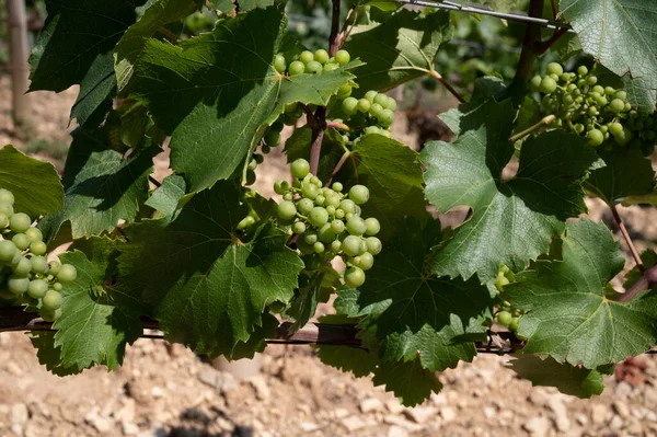 Green Chardonnay Grape Growing Panoramic Hilly Chablis Grand Cru Appellation — Foto de Stock