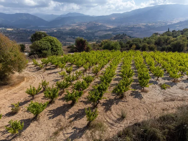 Stock image Wine production on Cyprus near Omodos, rows of grape plants on vineyards with ripe white wine grapes ready for harvest