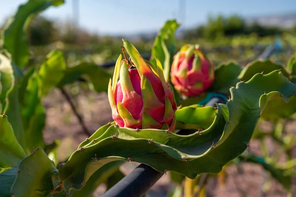 Plantation of dragon fruit cactus plants near Paphos, blossom and fruits, Cyprus