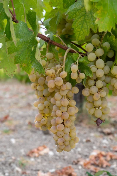 キプロスのワイン生産 収穫のための準備ができて熟した白ワインブドウ — ストック写真