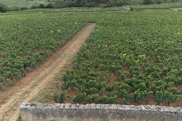Panoramic Aerial View Green Vineyards Growing Grape Plants Production High — Fotografia de Stock